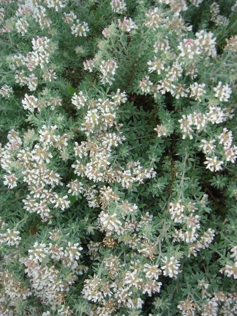 Dorycnium hirsutum